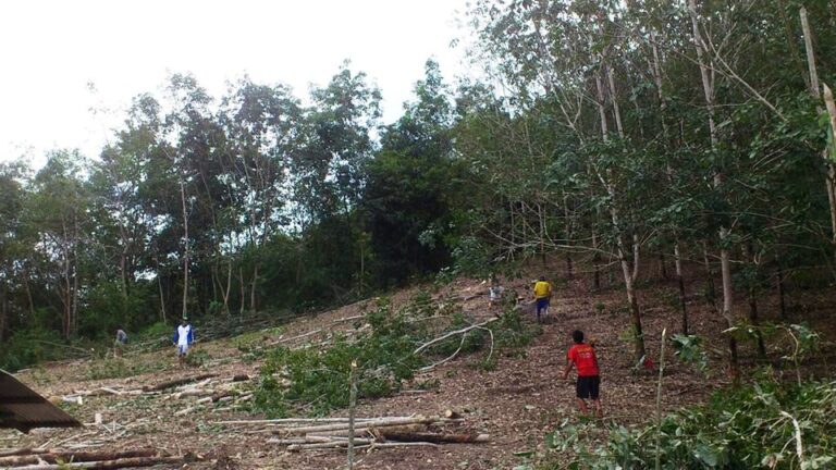 maaaf karet kau kutebang-6e87a109