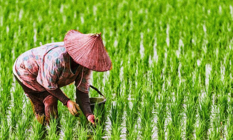 petani